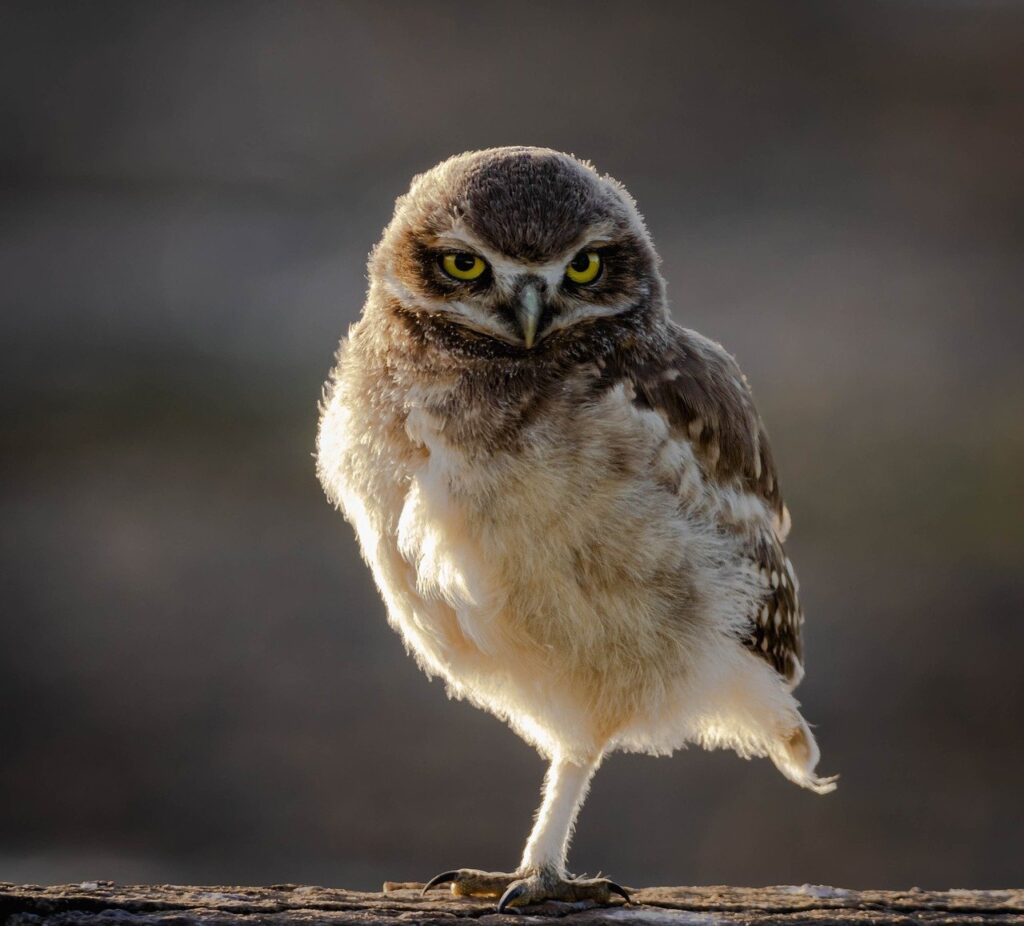 burrowing owl, owl, bird-7698187.jpg